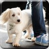 Coton Dance - seminář DogDancingu pro cotonky